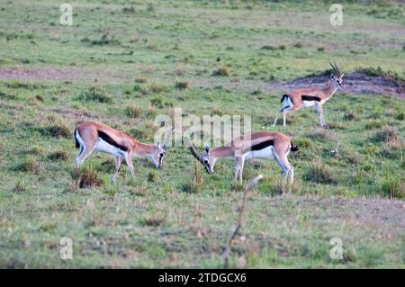 Group of Thomson's gazelles Stock Photo
