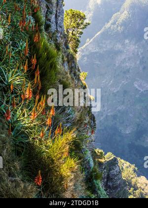 Red Hot Pokers growing wild up the mountainside at Eira do Serrado in Madeira. Stock Photo