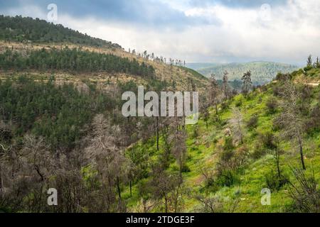 A landscape in the Judea mountains, near Jerusalem, Israel, on a winter day. Some of the pine trees were burnt in a recent forest fire. Stock Photo