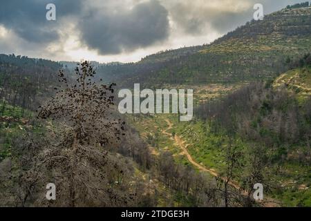 A landscape with a forest path in the Judea mountains, near Jerusalem, Israel, on a winter day. Some of the pine trees were burnt in a recent wildfire Stock Photo