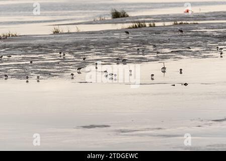 Flock of foraging Dunlin (Calidris alpina) at Leigh on Sea, Essex Stock Photo
