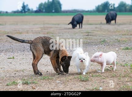 piglet, chihuahua and malinois in front of farm Stock Photo