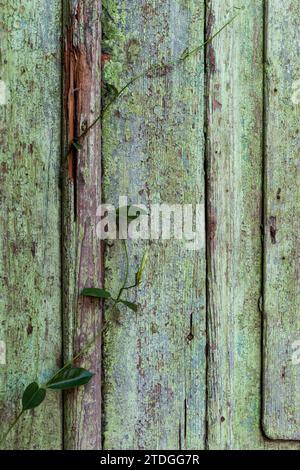 Detail of a section of worn and weathered, green wooden fence boards with texture and grain, and a climbing plant Stock Photo