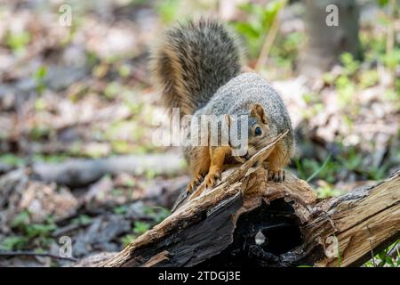 A fox squirrel (Sciurus niger) bites a branch on a downed tree  in the forest in the Spring in Michigan, USA. Stock Photo