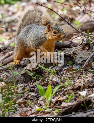 A fox squirrel (Sciurus niger)  in the forest in the Spring in Michigan, USA. Stock Photo