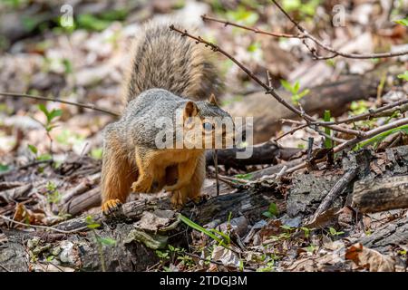A fox squirrel (Sciurus niger)  in the forest in the Spring in Michigan, USA. Stock Photo