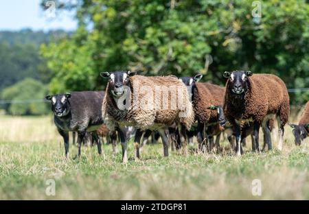 Badger Faced Texel sheep, a Dutch breed imported into the UK. Stock Photo