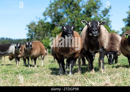 Badger Faced Texel sheep, a Dutch breed imported into the UK. Stock Photo