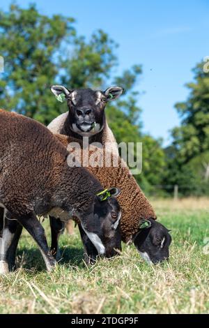 Badger Faced Texel sheep, a Dutch breed imported into the UK. Stock Photo