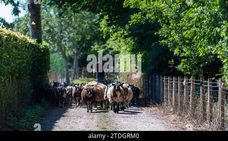 Farmer moving a flock of spotted sheep along a country lane on a sunny evening, Cumbria, UK. Stock Photo