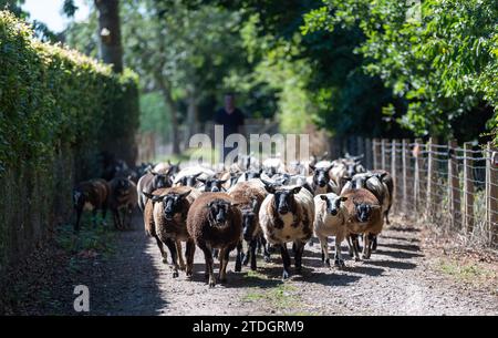 Farmer moving a flock of spotted sheep along a country lane on a sunny evening, Cumbria, UK. Stock Photo