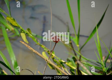 dragonfly sits on a plant, red dragonfly, Thailand Stock Photo
