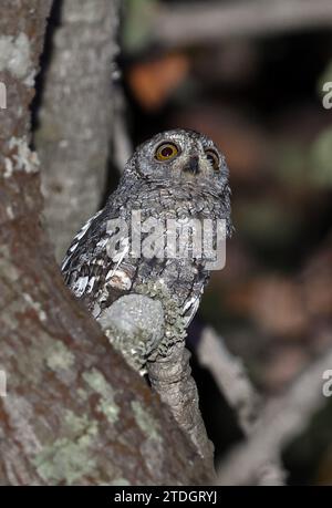 African Scops-owl (Otus senegalensis senegalensis) adult perched in tree at night  Mole National Park, Ghana.               November Stock Photo