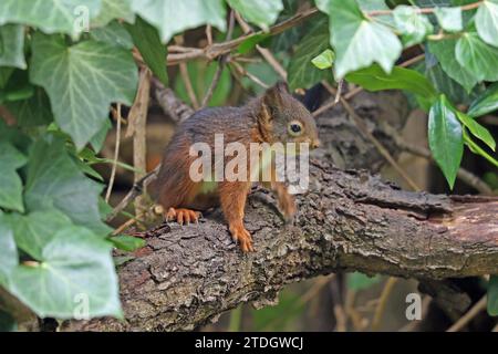Eurasian red squirrel (Sciurus vulgaris), young animal Stock Photo