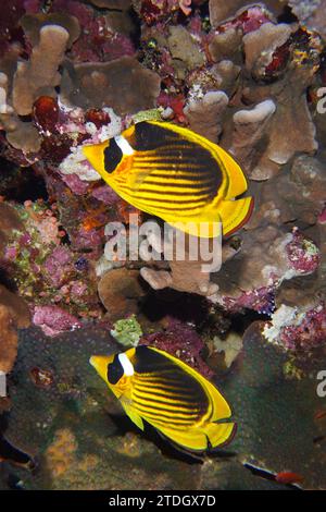 Pair of diagonal butterflyfish (Chaetodon fasciatus), dive site Um Arouk, Saint Johns Reef, Red Sea, Egypt Stock Photo