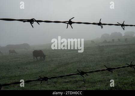 Cows grazing on a misty Alentejo morning in a lush green field Stock Photo