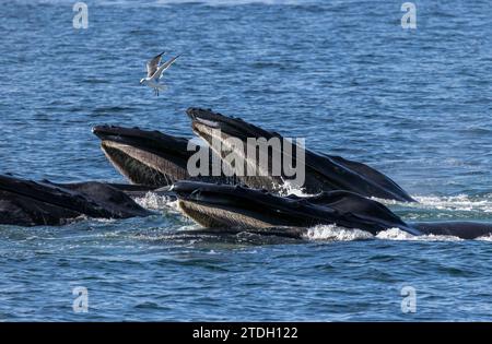 Humpback whales feeding on surface Stock Photo