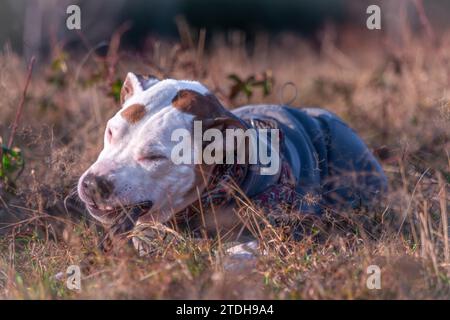 Pitbull with color dog collar on dry grass meadow in cold windy winter morning Stock Photo