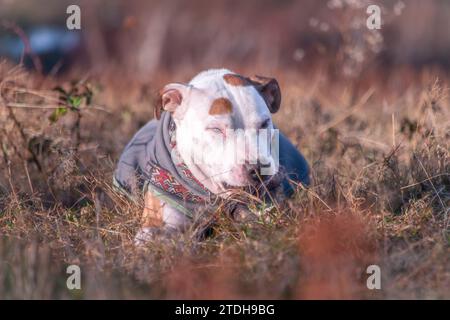Pitbull with color dog collar on dry grass meadow in cold windy winter morning Stock Photo