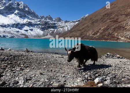 Black yak grazing near Gokyo lake in Himalayas, Nepal. Beautiful Gokyo valley in himalayan mountains. Stock Photo