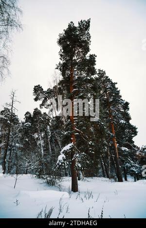 Winter landscape with tall pines covered in snow Stock Photo - Alamy