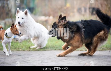 Long-haired German shepherd dogs playing with White Swiss Shepherd dog and Basenji dog on grass Stock Photo