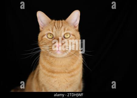 Orange tabby cat looking at the camera against black background Stock Photo