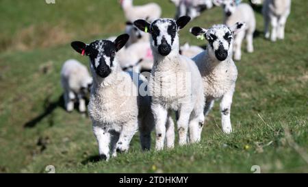 Young North of England Mule lambs playing in a pasture during lambing time in the Yorkshire Dales. UK. Stock Photo