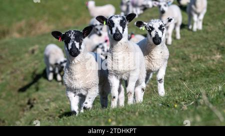 Young North of England Mule lambs playing in a pasture during lambing time in the Yorkshire Dales. UK. Stock Photo