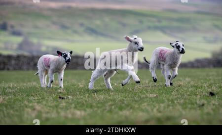 Young North of England Mule lambs playing in a pasture during lambing time in the Yorkshire Dales. UK. Stock Photo