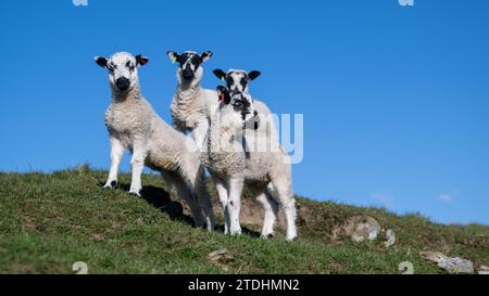 Young North of England Mule lambs playing in a pasture during lambing time in the Yorkshire Dales. UK. Stock Photo