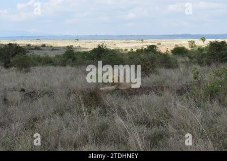 An adult male lion laying on a dirt patch and looking directly at the camera in Nairobi National Park Stock Photo