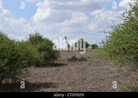 An adult giraffe standing on the grass plains and looking at the camera in Nairobi National Park Stock Photo