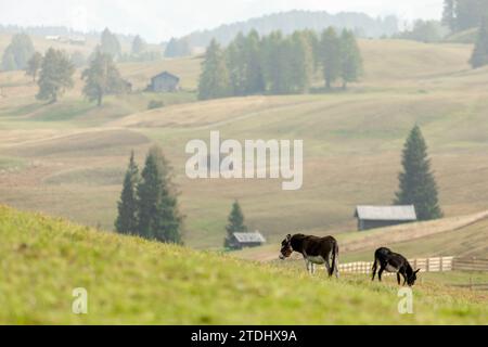 Two donkeys on an italian mountain pasture in autumn outdoors Stock Photo
