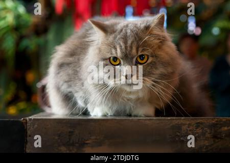 gray silver tabby british longhair cat sitting on black wooden table in fern garden in afternoon sunlight looking at the camera Stock Photo