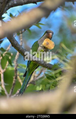 monk parakeet (Myiopsitta monachus) in the wild, feeding on a cookie, Buenos Aires, Argentina Stock Photo