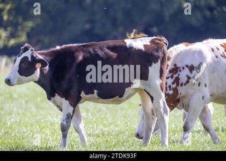 This is a high resolution photograph capturing two cows in a pastoral setting. The cows, prominently featuring a black and white Holstein-Friesian and a brown and white cow, are grazing on lush green grass. The backdrop consists of a clear blue sky and a hint of forested area, suggesting a serene, rural landscape. The animals are tagged, indicating domesticated livestock, and their coats have a healthy sheen under the bright sunlight. Pastoral Scene with Grazing Cows. High quality photo Stock Photo