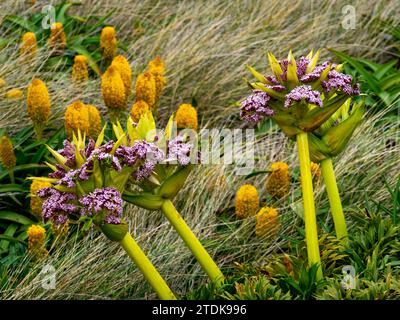 Ross Lilly, Bulbinella rossii, and Campbell carrot, Anisotome latifolia, megaherb growing on Enderby island, Auckland Islands, Subantarctic New Zealan Stock Photo