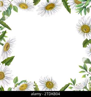 White field daisies with green plants. Summer flowers with yellow center. Square frame with space for text. Watercolor illustration Stock Photo