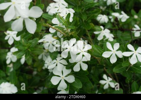 White Periwinkle, White vinca rosea flowers blossom in the summer park garden. White Catharanthus roseus, Madagascar periwinkle, Vinca, Cayenne jasmin Stock Photo