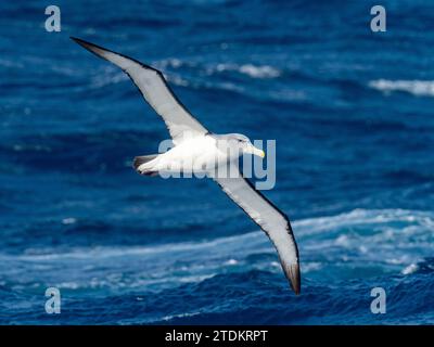 White-capped albatross, Thalassarche cauta steadi, in the southern ocean of New Zealand subantarctic island Stock Photo