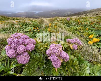 Loop hike on Campbell Island New Zealand 2023 Stock Photo