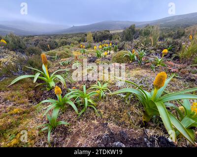 Loop hike on Campbell Island New Zealand 2023 Stock Photo