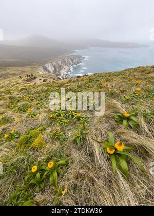 Loop hike on Campbell Island New Zealand 2023 Stock Photo