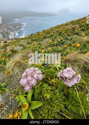 Loop hike on Campbell Island New Zealand 2023 Stock Photo