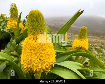 Loop hike on Campbell Island New Zealand 2023 Stock Photo