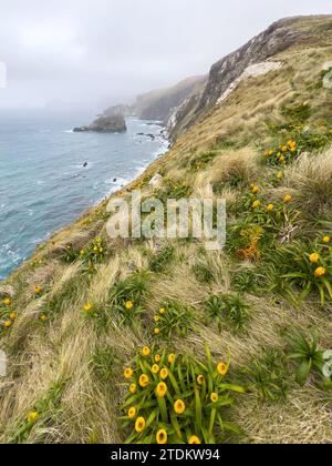 Loop hike on Campbell Island New Zealand 2023 Stock Photo