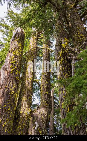 Close up of the Trees at Crater Lake National Park in Oregon, USA Stock Photo