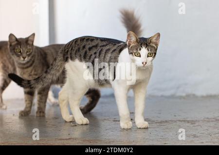 Cute cats in the courtyard Stock Photo
