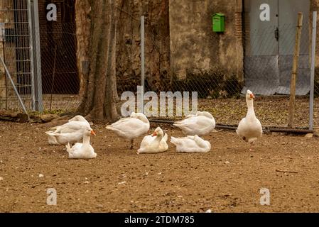 Geese in a corral in Palau de Santa Eulàlia on a cloudy autumn morning (Alt Empordà, Girona, Catalonia, Spain) ESP: Ocas en un corral (Gerona, España) Stock Photo